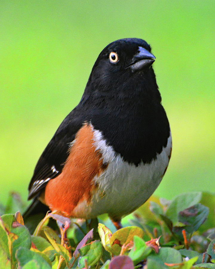 Eastern Towhee Photograph - Eastern Towhee by Jerry Griffin