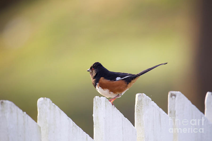 Eastern Towhee on a Garden Fence by Rachel Morrison Eastern Towhee on a Garden Fence by Rachel Morrison
