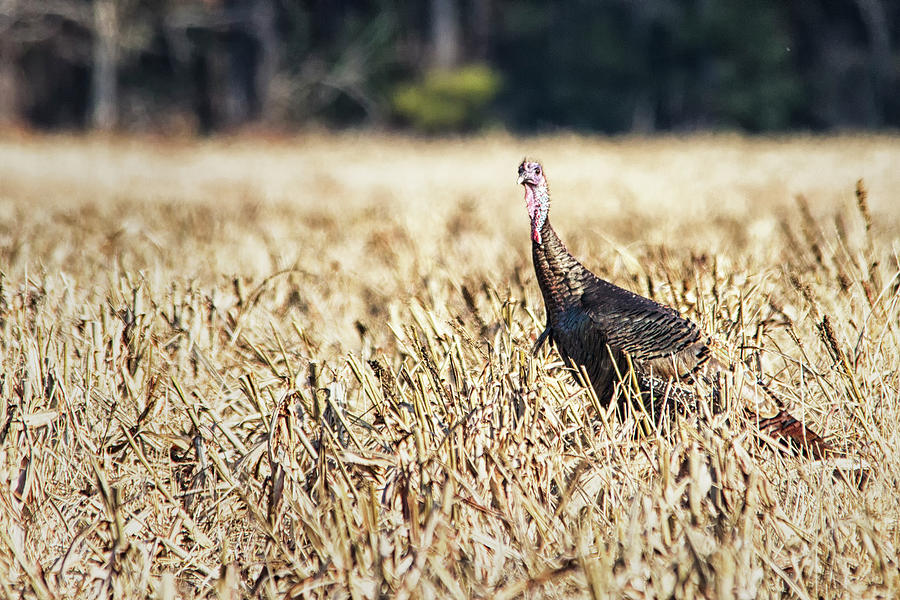 Eastern Wild Turkey in NC Photograph by Bob Decker