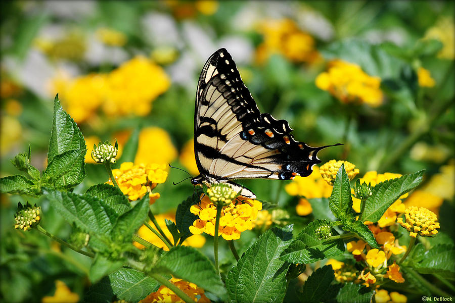 Eastern Yellow Tiger Swallowtail on Lantana Photograph by Marilyn DeBlock