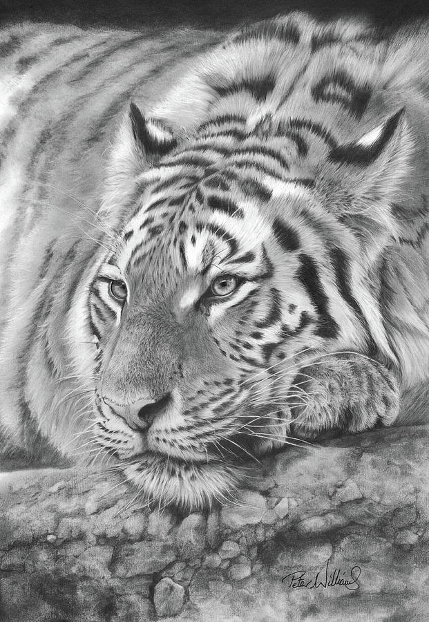 Easy Tiger Drawing by Peter Williams