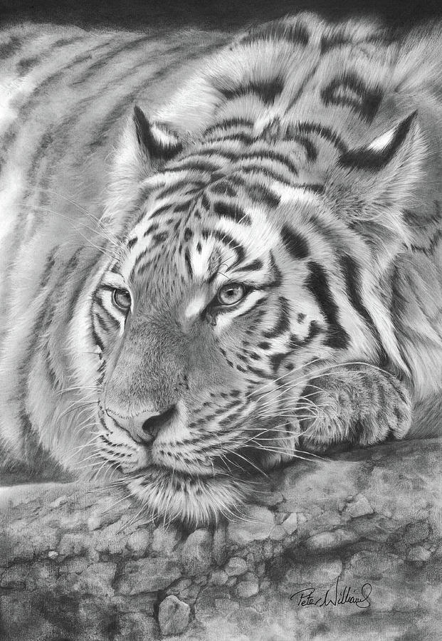 easy tiger pencil drawing