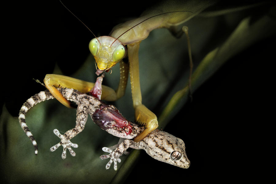 Insects Photograph - Eaten Alive by Jimmy Hoffman
