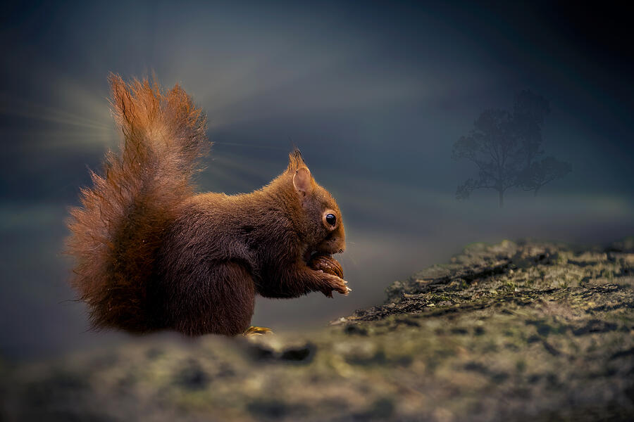 Wildlife Photograph - Eating Red Squirrel by Gert J Ter Horst
