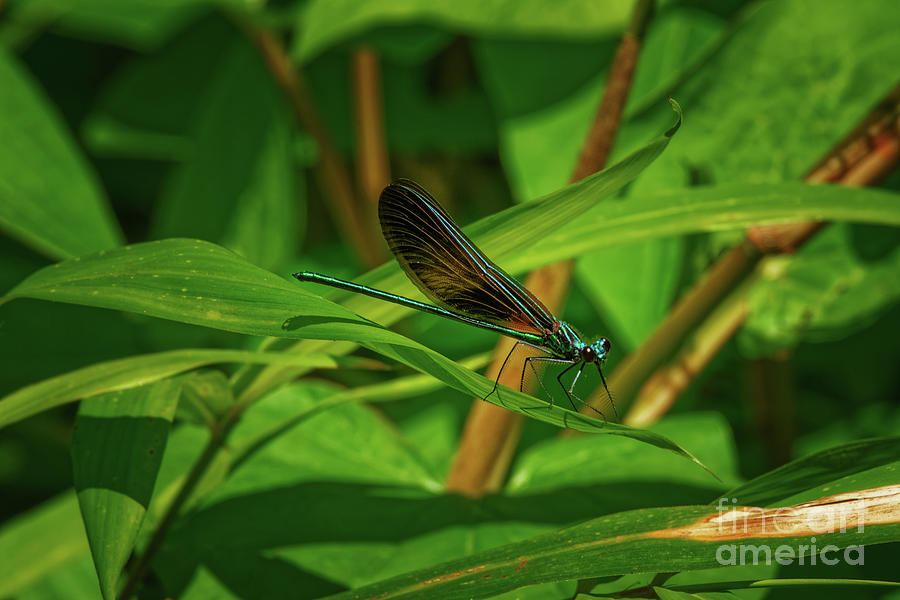 Ebony Jewelwing Damselfly - 1636 by Marvin Reinhart Ebony Jewelwing Damselfly - 1636 by Marvin Reinhart