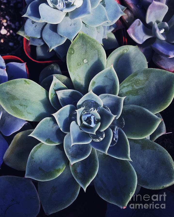 Echeveria Photograph by HD Connelly