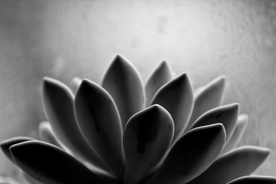 Echeveria Setosa Photograph by Travis Payne