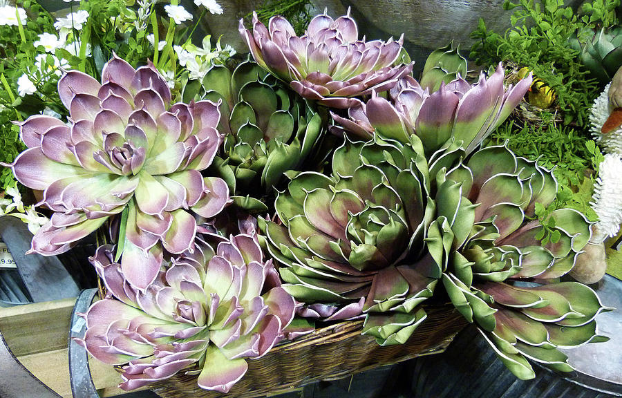 Echeveria by Toni Leland Echeveria by Toni Leland