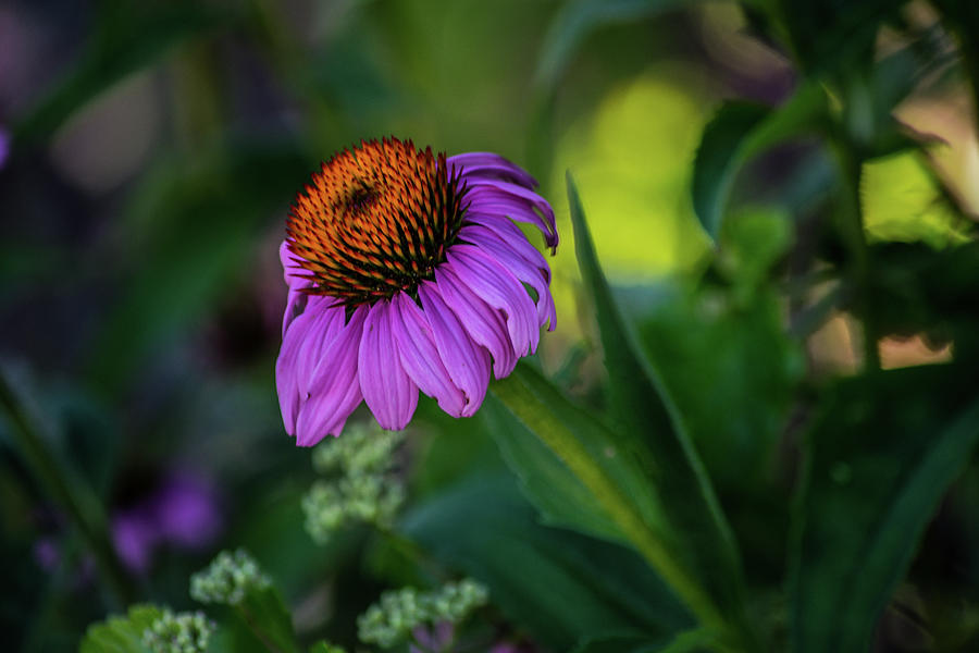 Echinacea Beauty Photograph by Bonnie Bruno
