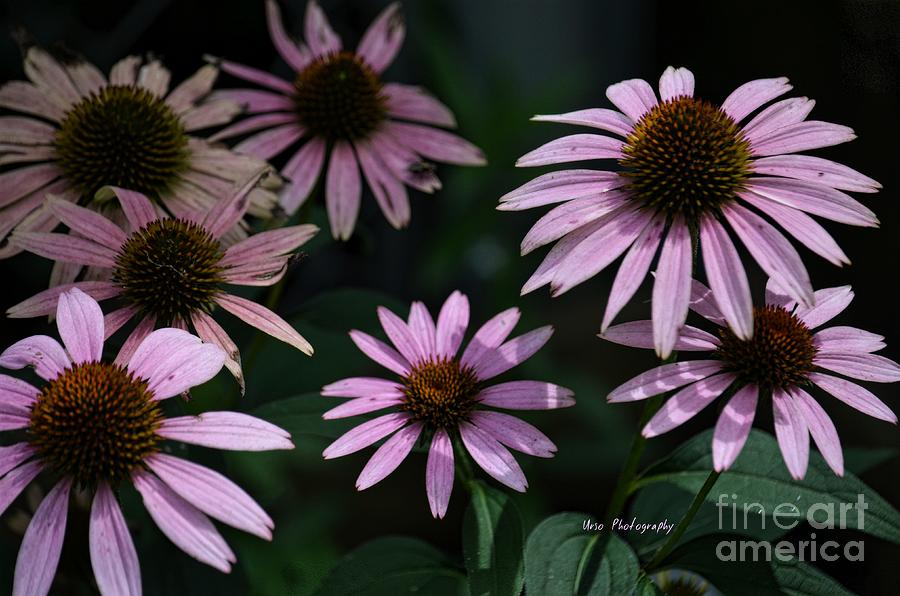 Flower Photograph - Echinacea Bouquet by Maria Urso