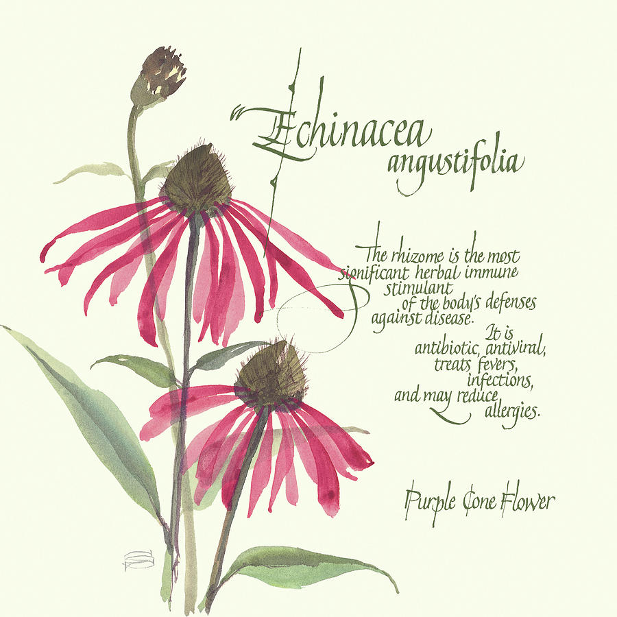 Flower Painting - Echinacea by Chris Paschke