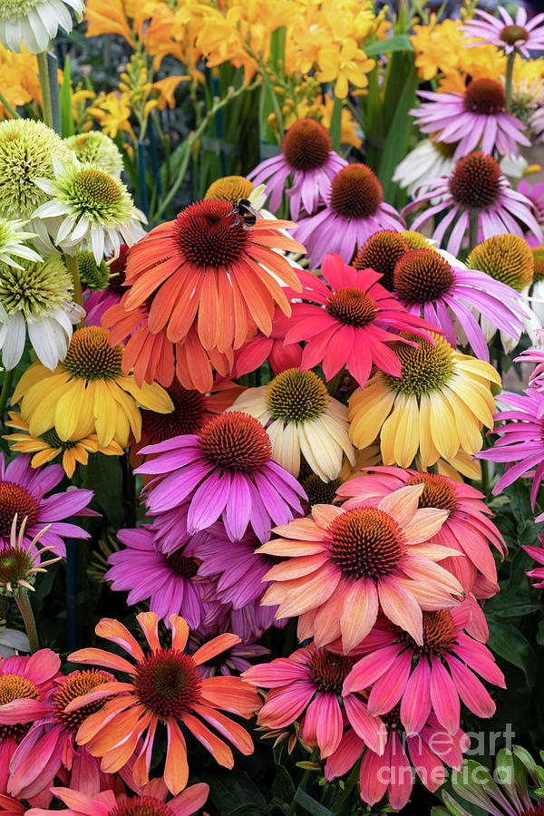 Echinacea Color Photograph by Tim Gainey