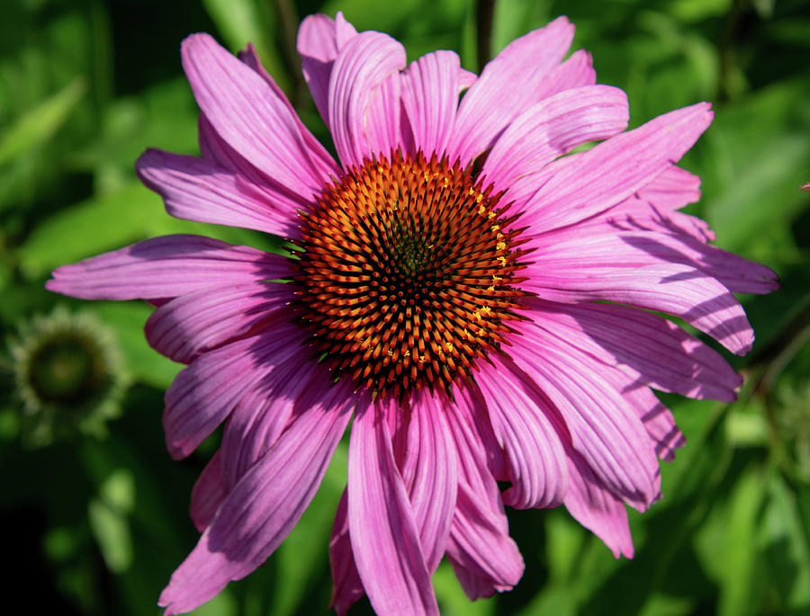 Echinacea Coneflower Photograph by Rose Guinther - Fine Art America