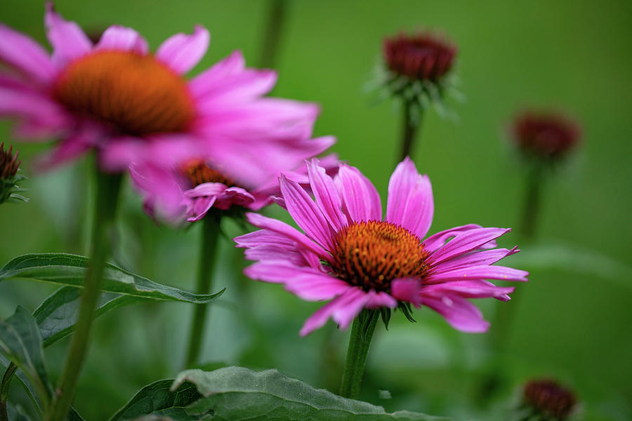 Echinacea Flowers Outside Photograph by Eising Studio