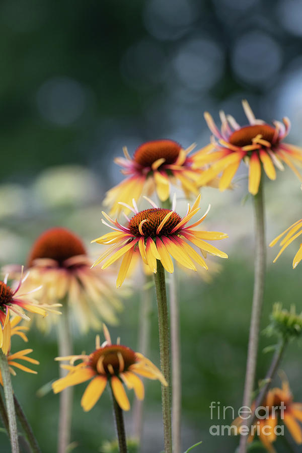 Echinacea Funky Yellow Photograph by Tim Gainey