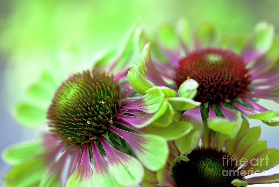 Echinacea green Twister Photograph by Ian Gowland/science Photo Library