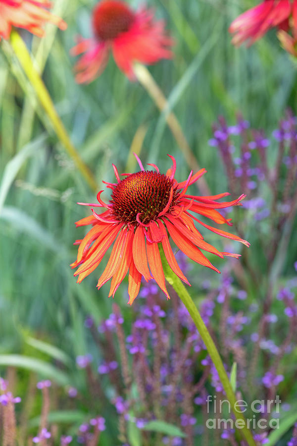 Echinacea Hot Lava  Photograph by Tim Gainey