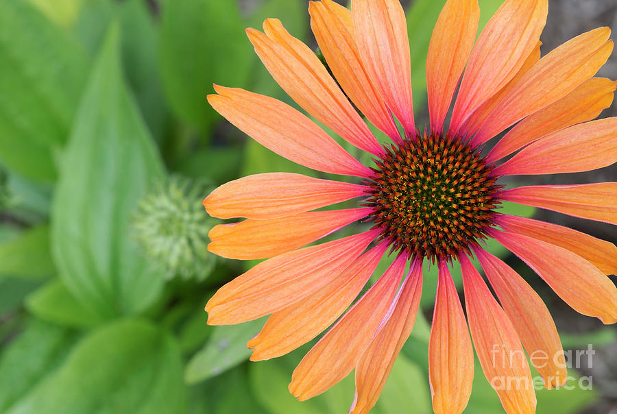 Echinacea Hot Summer Flower  Photograph by Tim Gainey