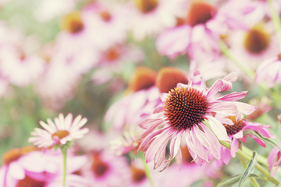 Echinacea In Sunlight, Close Up Photograph by Helaine Weide
