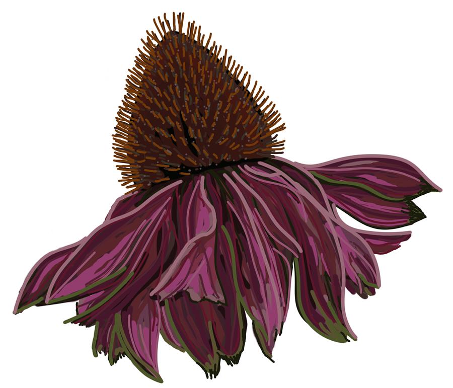 Echinacea on White Drawing by Joan Stratton