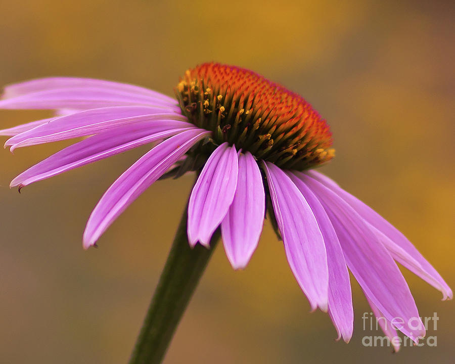 Echinacea Photograph by Pam  Holdsworth