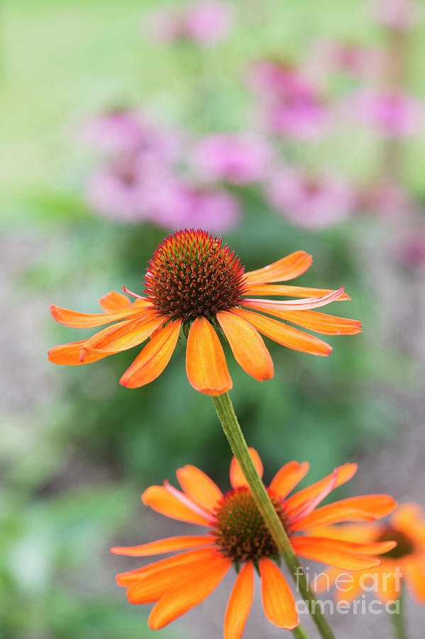 Echinacea Tiki Torch Flower Photograph by Tim Gainey