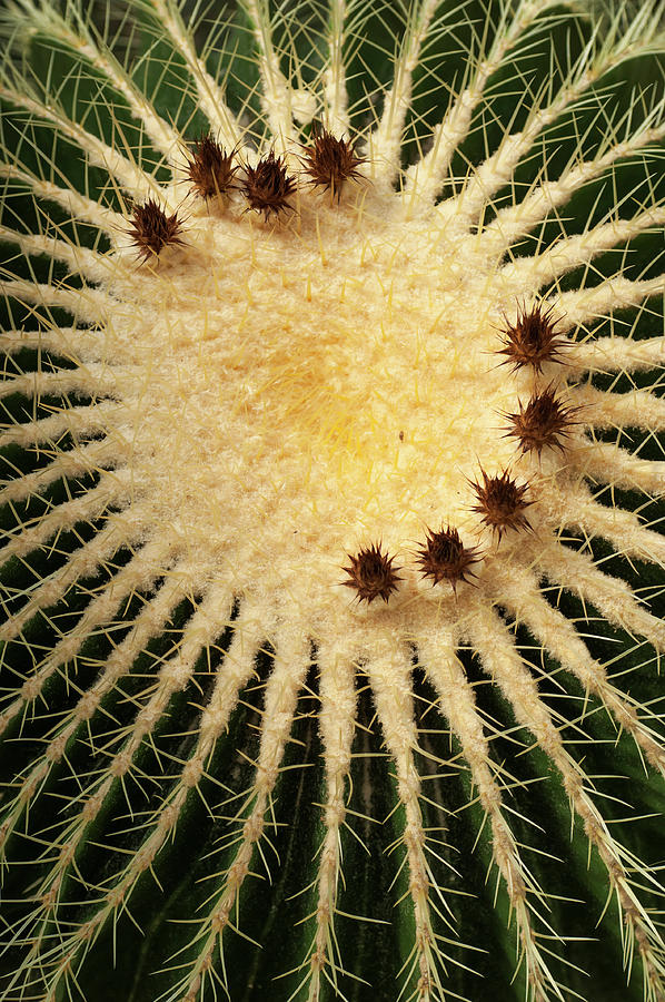 Echinocactus Grusonii, Cacti Geometry 1 Photograph by Jenny Rainbow