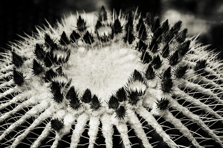 Echinocactus Grusonii. Cacti Geometry 2 B W Photograph by Jenny Rainbow