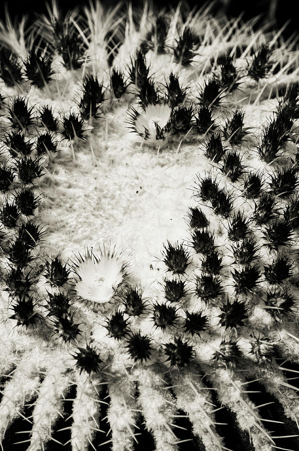 Echinocactus Grusonii. Cacti Geometry 3 B W Photograph by Jenny Rainbow
