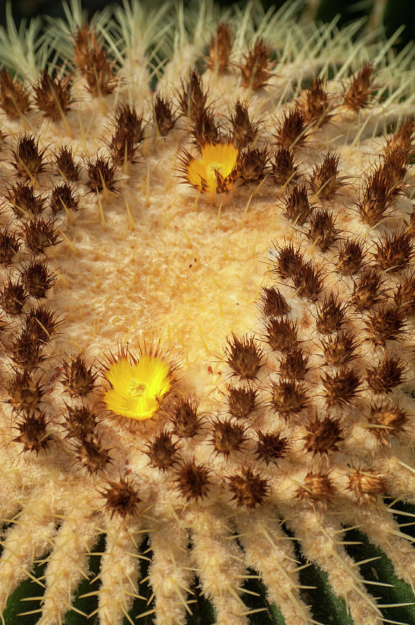 Echinocactus Grusonii. Cacti Geometry 3 Photograph by Jenny Rainbow