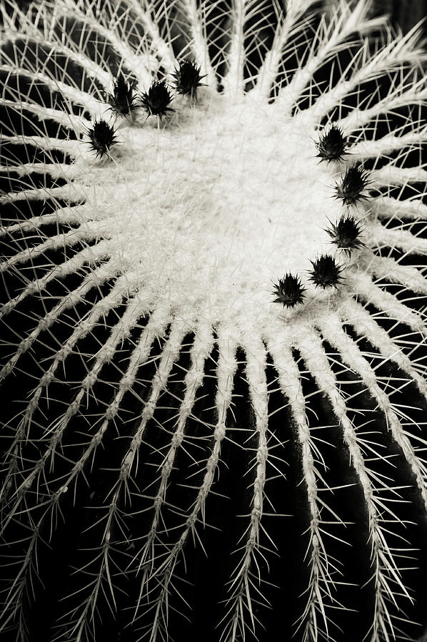 Echinocactus Grusonii. Cacti Geometry 4 B W Photograph by Jenny Rainbow