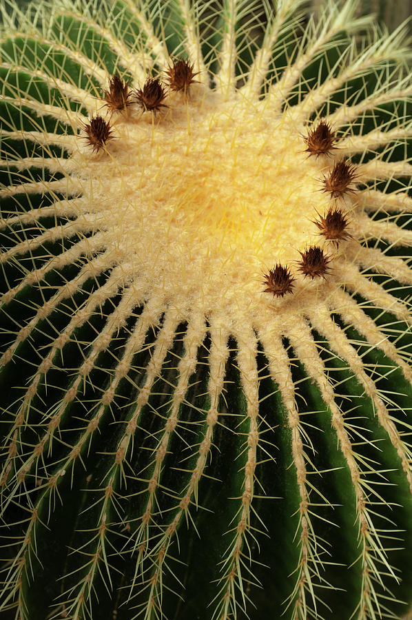 Echinocactus Grusonii. Cacti Geometry 4 Photograph by Jenny Rainbow