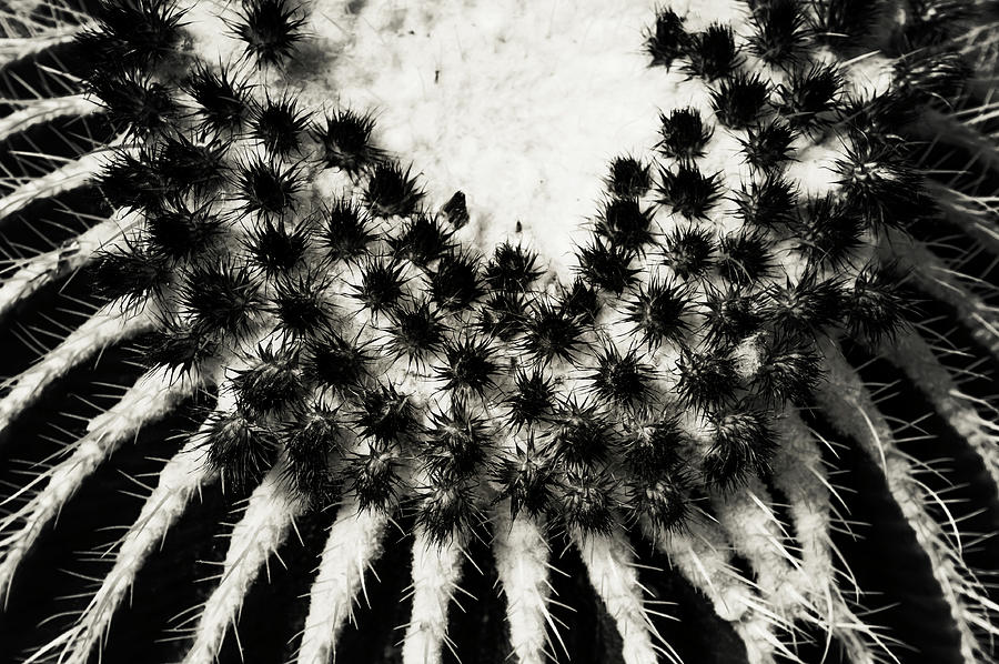 Echinocactus Grusonii. Cacti Geometry 5 B W Photograph by Jenny Rainbow