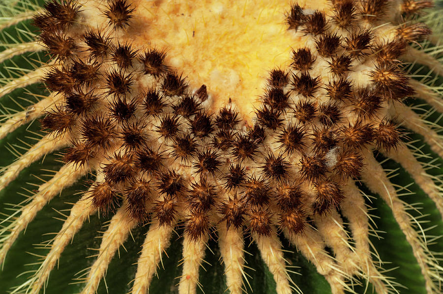 Echinocactus Grusonii. Cacti Geometry 5 Photograph by Jenny Rainbow
