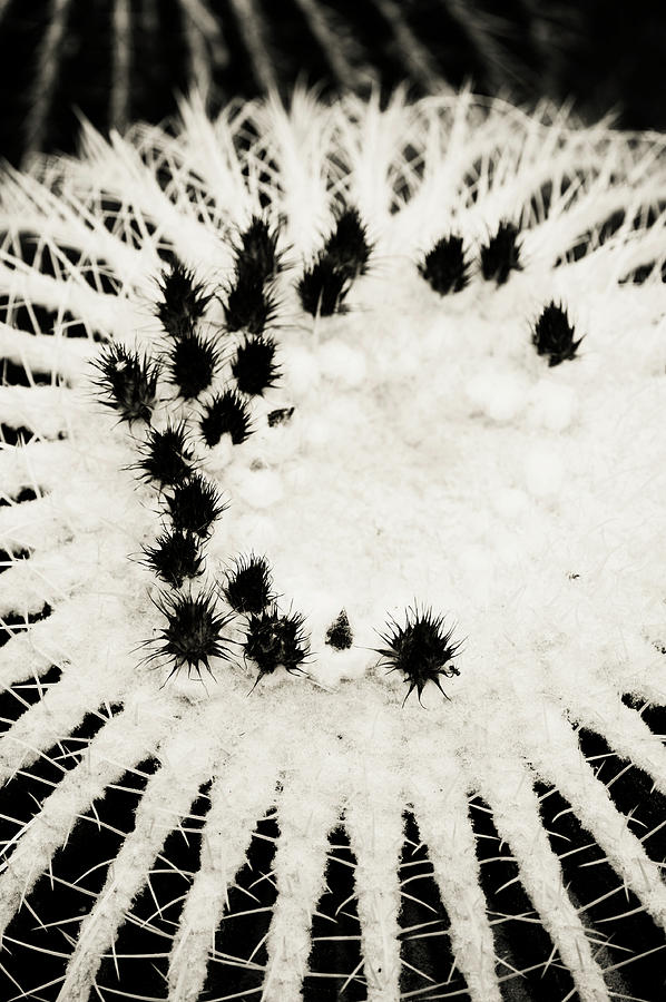 Echinocactus Grusonii. Cacti Geometry 6 B W Photograph by Jenny Rainbow
