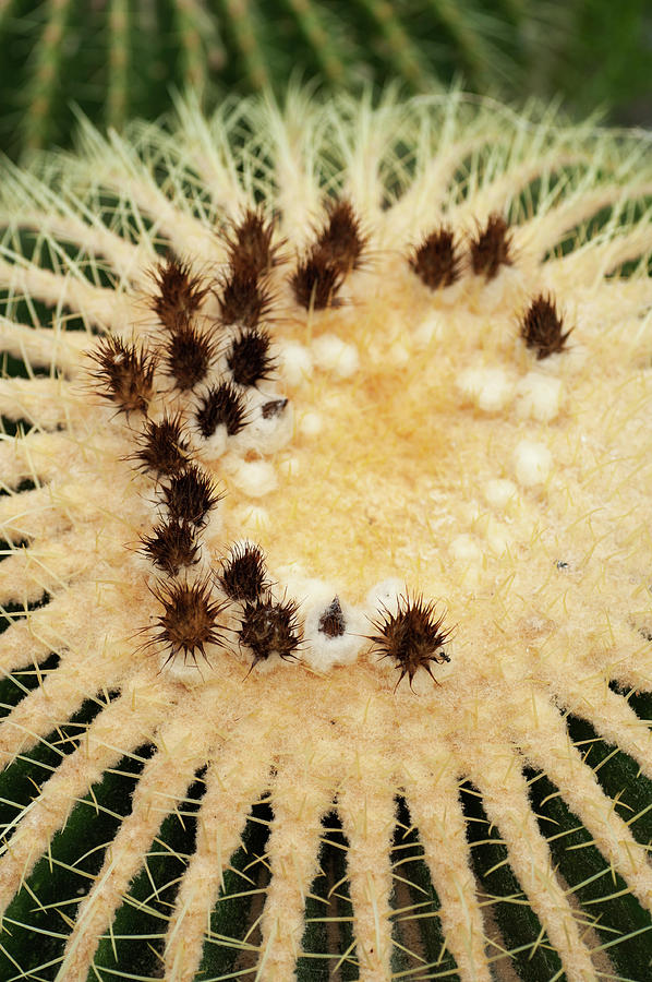Echinocactus Grusonii. Cacti Geometry 6 Photograph by Jenny Rainbow