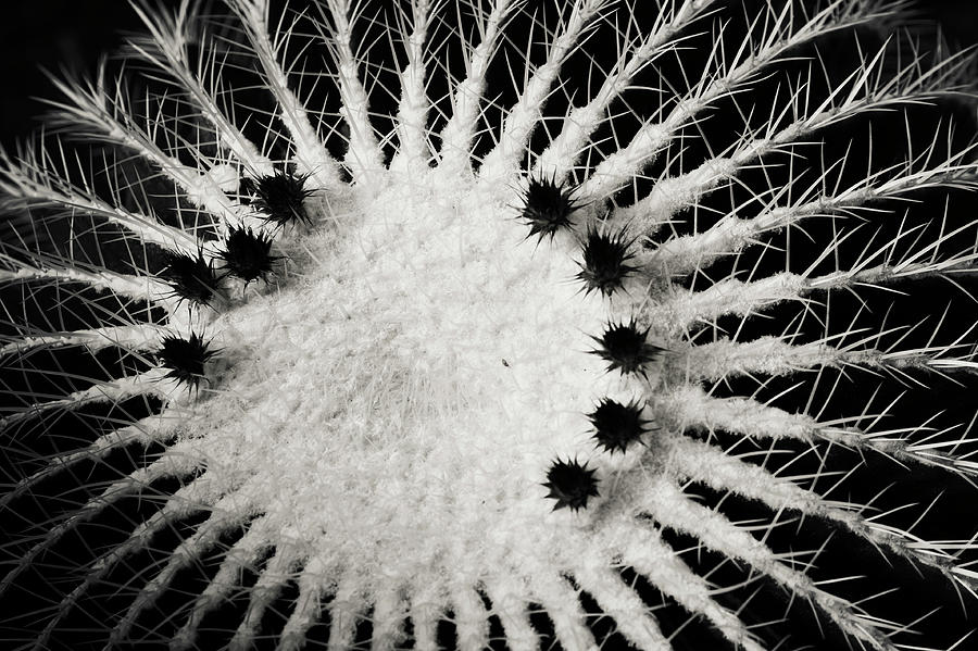 Flower Photograph - Echinocactus Grusonii, Cacti Geometry B W by Jenny Rainbow
