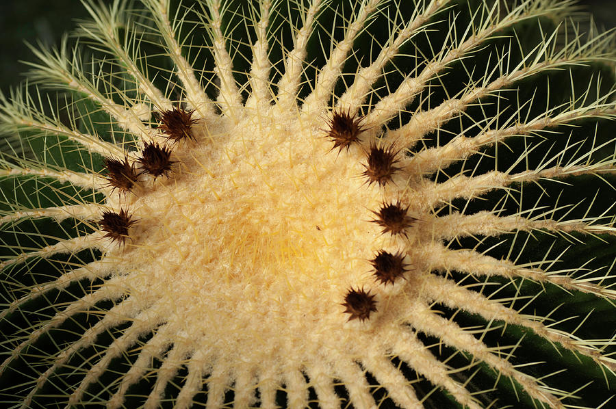 Echinocactus Grusonii. Cacti Geometry Photograph by Jenny Rainbow