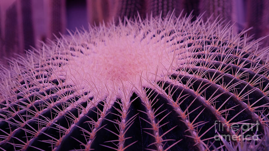 Echinocereus cactus ultraviolet Photograph by Marina Usmanskaya