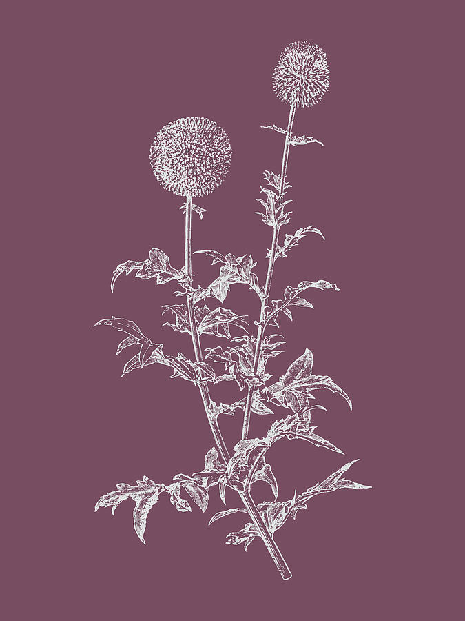 Flower Mixed Media - Echinopos Purple Flower by Naxart Studio