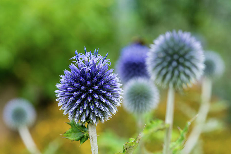 Echinops ritro Photograph by David Gysel Lenk - Pixels