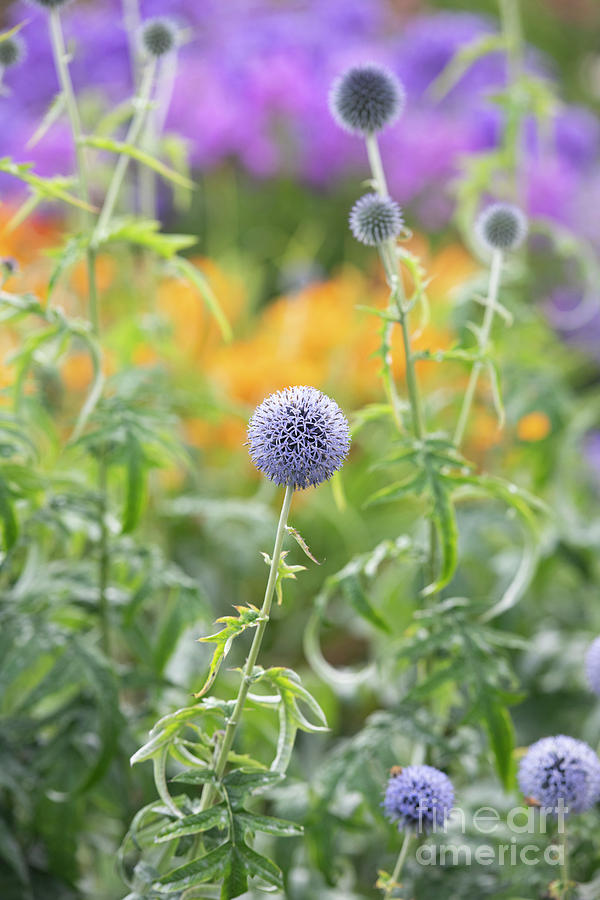 Echinops Ritro Veitchs Blue in Summer Photograph by Tim Gainey