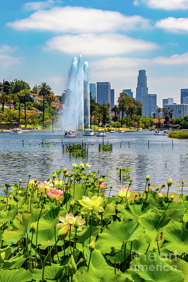 Echo Park Lake with Lotus and Fountains Photograph by Roslyn Wilkins