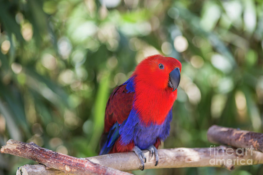 Eclectus Parrot Photograph by Eva Lechner