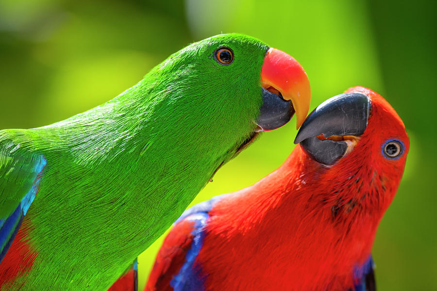 Eclectus Parrots Billing Photograph by Tui De Roy