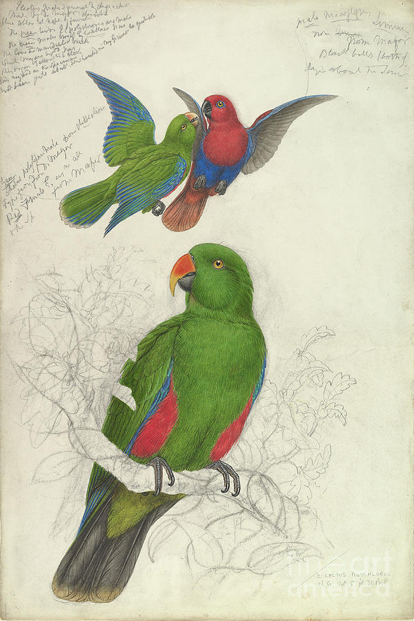 Eclectus Roratus Polychloros Drawing by Heritage Images
