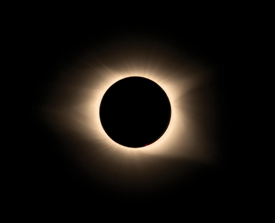 Animal Photograph - Eclipse 17 1 by Robert Michaud