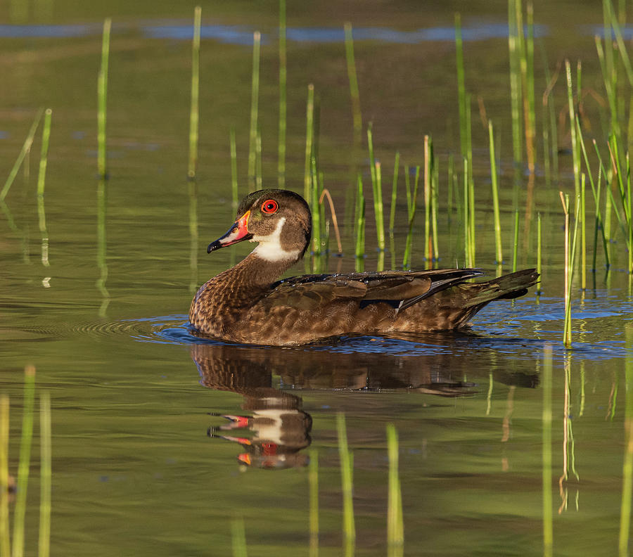 Eclipse Male Wood Duck  Photograph by Rick Mosher