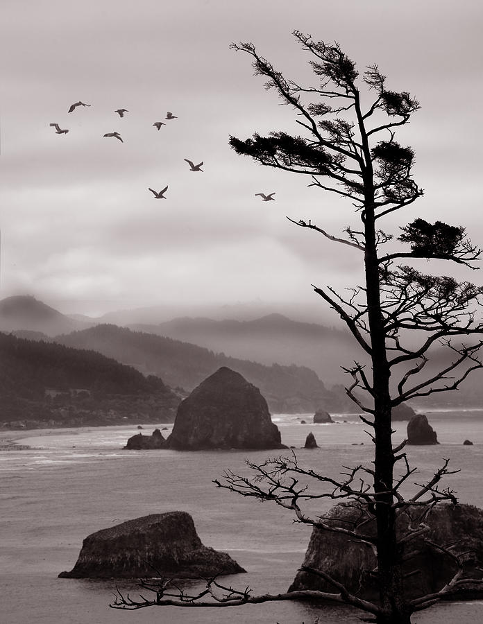 Cannon Photograph - Ecola Point by David Scarbrough
