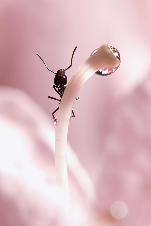 Ant Photograph - Ecstasy by Fabien Bravin